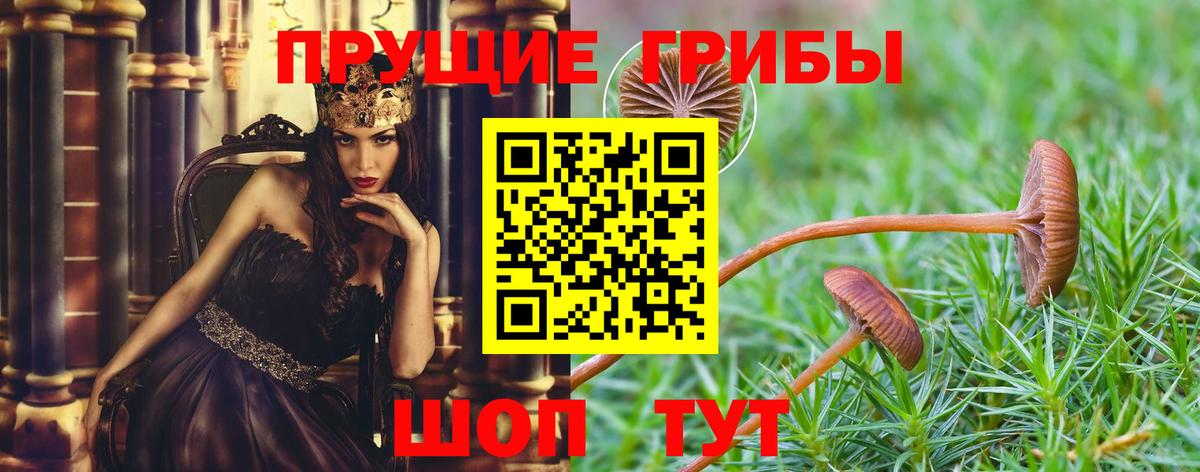 Псилоцибиновые грибы Cubensis Саров